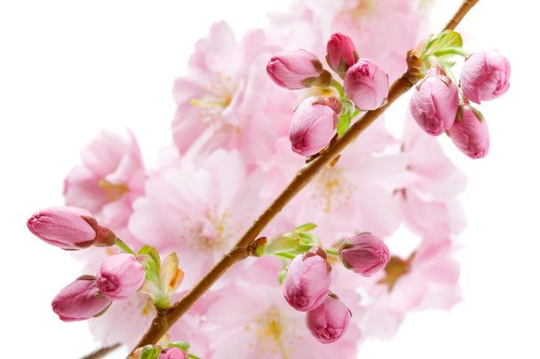 白地に分離されたピンクの桜の花（桜の花）、 - 写真・画像