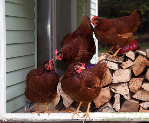 Brown hens - Photo, Image