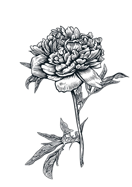 Peonía, flor, grabado, dibujo, vector, ilustración
 - Vector, Imagen