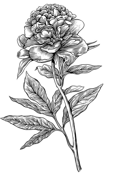 Peônia, flor, gravura, puxando, vetor, ilustração
 - Vetor, Imagem
