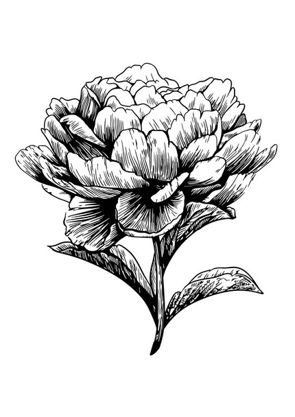 Peonía, flor, grabado, dibujo, vector, ilustración
 - Vector, imagen