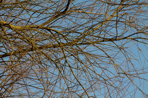 Δέντρο το χειμώνα χωρίς οποιαδήποτε φύλλα ενάντια στον ουρανό το απόγευμα. - Φωτογραφία, εικόνα