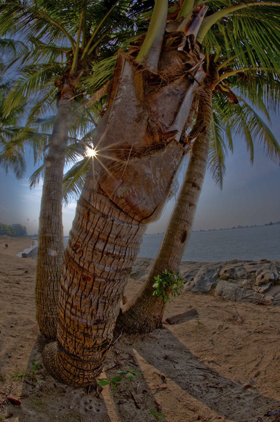 A strandon, éjjel a pálmafa - Fotó, kép