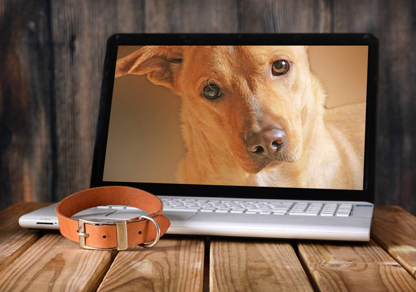 hond foto's op de laptop monitor - Foto, afbeelding