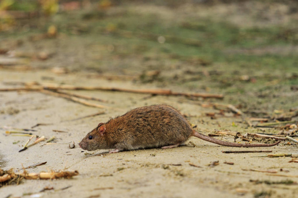 szary szczur na jeziorze odpadów - Zdjęcie, obraz