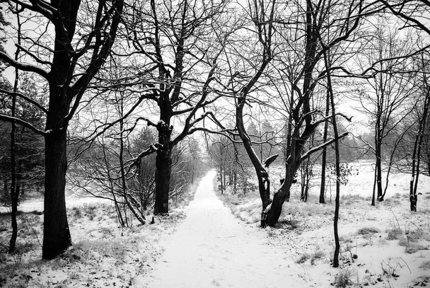 foto preto e branco de uma estrada nevada solitária em uma madeira
 - Foto, Imagem