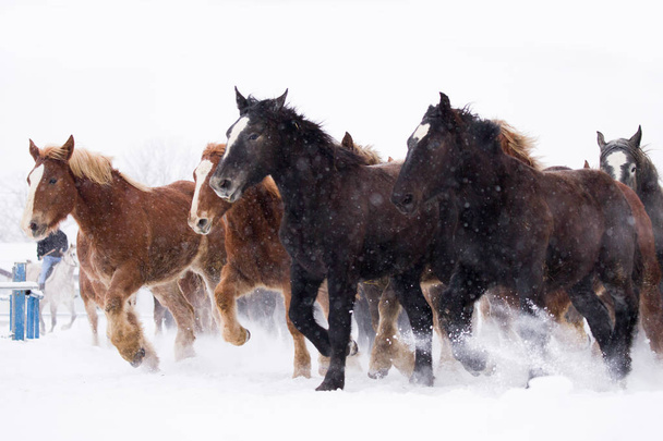 lopende paarden in de winter - Foto, afbeelding