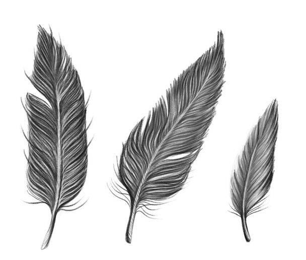 Drawn by pencil black set of feathers - Fotografie, Obrázek
