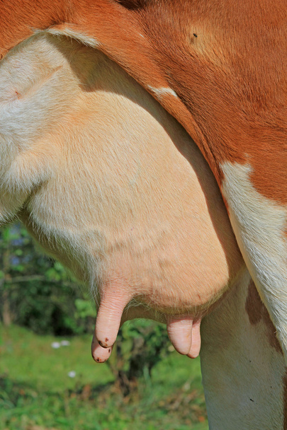 Вим'я корів
 - Фото, зображення