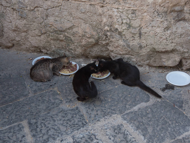 Grupo de gatos sin hogar come espaguetis en la calle de Sorrento, Italia
 - Foto, Imagen