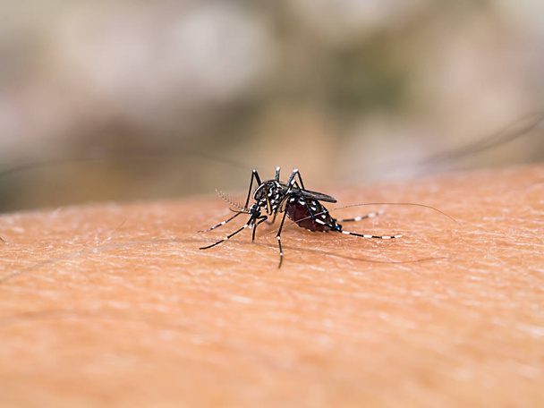 Kan emen bir sivrisineğin yakın çekimi.. - Fotoğraf, Görsel