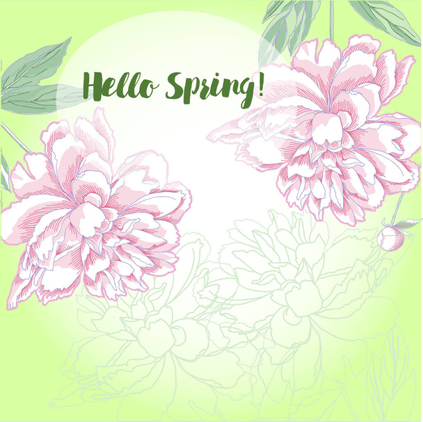 Fondo primavera con peonia bianca e rosa
 - Vettoriali, immagini