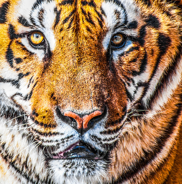 Bengalin tiikerin muotokuva
 - Valokuva, kuva