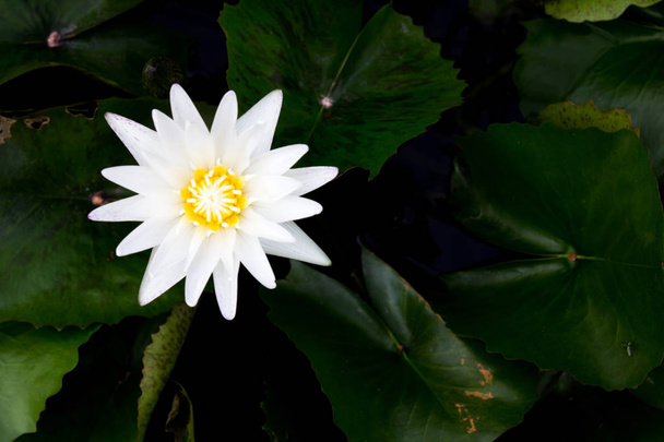 einzelne weiße Lotus (Seerose) mit dem grünen Blatt Hintergrund - Foto, Bild