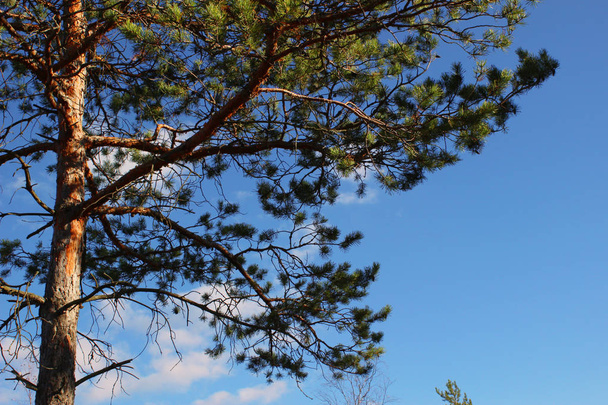 upper branches of pine against the sky. - Foto, afbeelding