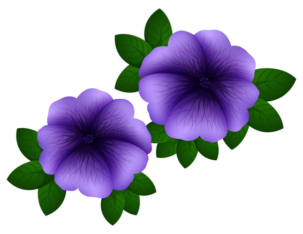 Petunia violetti väri
 - Vektori, kuva