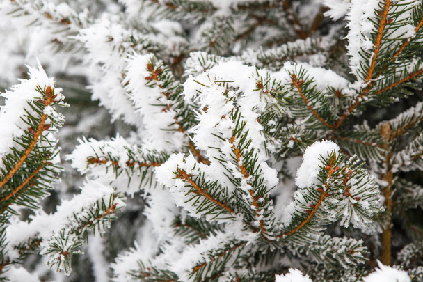 Fichtenzweige mit Frost bedeckt. Weihnachtsbaum mit Raureif - Foto, Bild