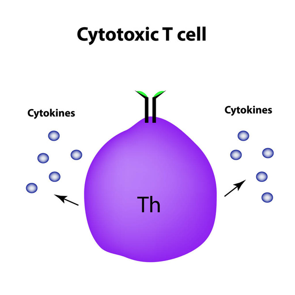 Sitotoksik hücre. Sitokinler. Hücre bağışıklık. Infographics. Vektör çizim - Vektör, Görsel