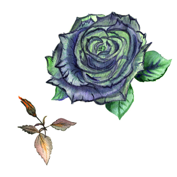 Wildflower rose flower in a watercolor style isolated. - Foto, Bild