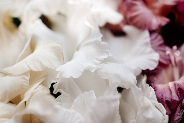 schöne Gladiolenblüten - Foto, Bild