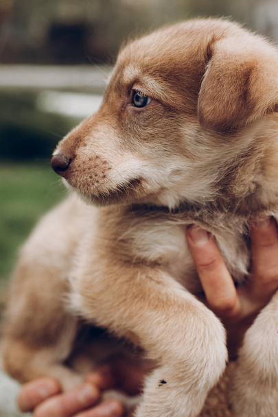 adorable brown puppy with amazing blue eyes in woman hands on ba - Fotoğraf, Görsel
