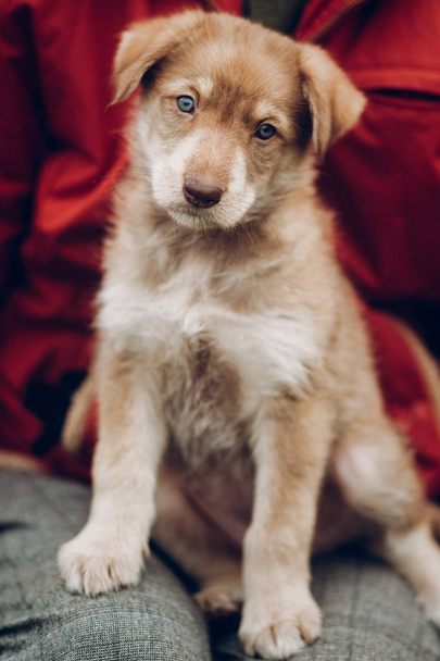 adorabile cucciolo marrone con incredibili occhi blu seduto sulla gamba della donna
 - Foto, immagini