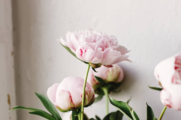 szép pünkösdi rózsa rózsaszín és fehér virágokkal  - Fotó, kép