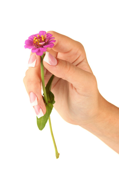 Pink flower with woman's hand on white background - Fotoğraf, Görsel