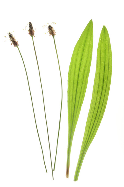 Kopinatý (Plantago lanceolata) - Fotografie, Obrázek