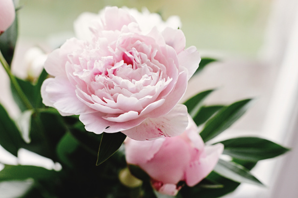 mooie pioenroos roze en witte bloemen  - Foto, afbeelding