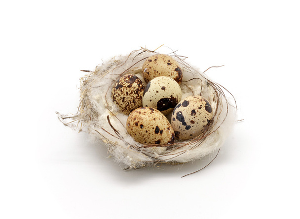 ptačí hnízdo s vejci - Fotografie, Obrázek