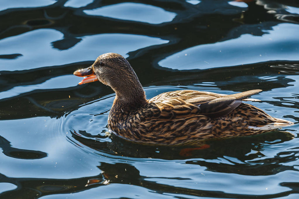 Duck flaps its wings in a pond. - Zdjęcie, obraz