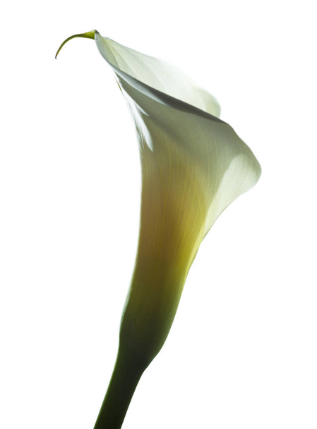 calla lily in white - Photo, Image