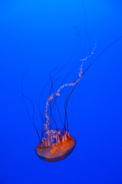 Jellyfish - Foto, afbeelding