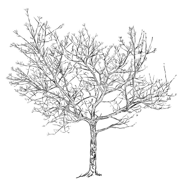 Schets van een boom in het voorjaar - Foto, afbeelding