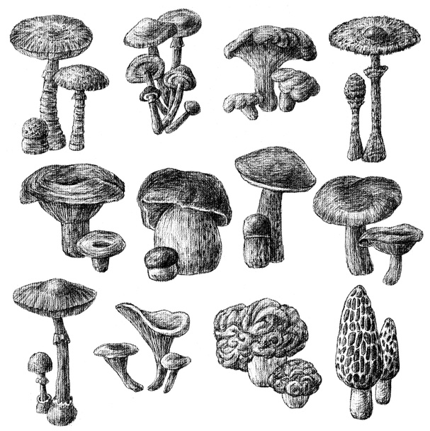 Hand-drawings of the wild mushrooms - Photo, Image