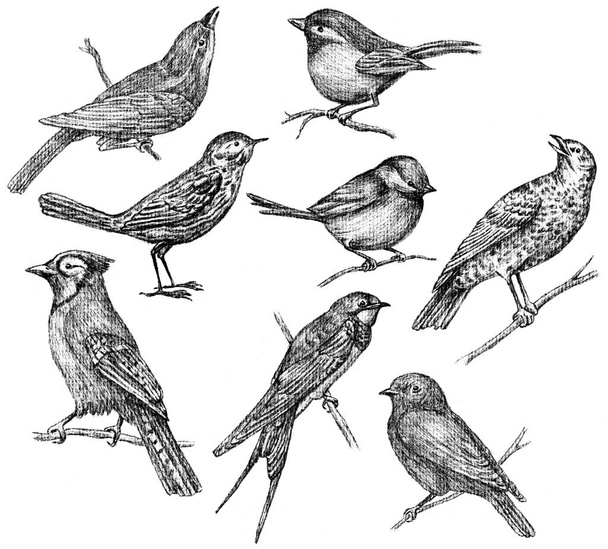 wild birds sketches - Valokuva, kuva