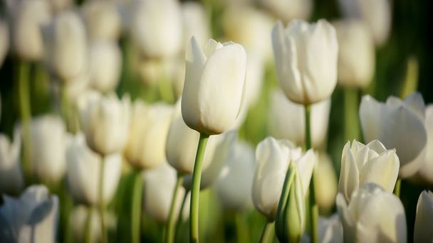 Witte tulpen prachtige boeket tulpen. Tulpen in het voorjaar van kleurrijke - Foto, afbeelding