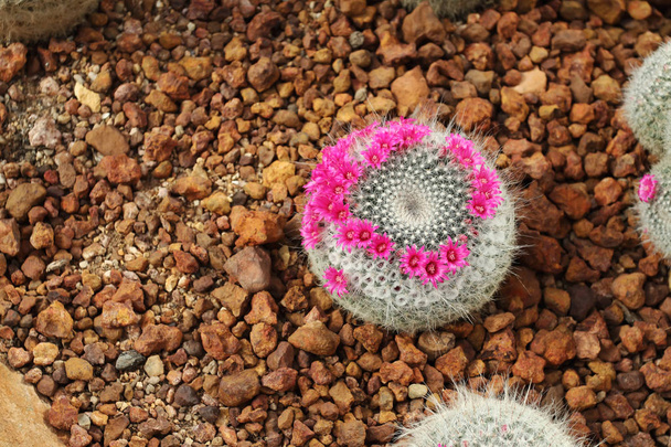 Cactus dans le jardin
. - Photo, image