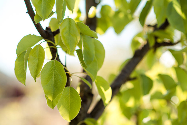 Zelené listy hrušně na jaře. - Fotografie, Obrázek