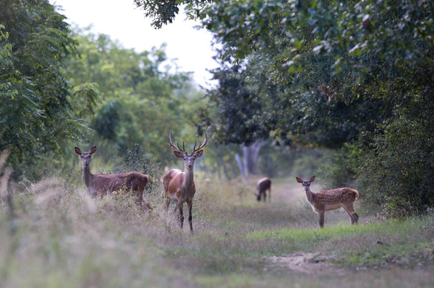 Famille des cerfs rouges dans la forêt
 - Photo, image