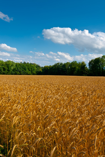 小麦畑 - 写真・画像