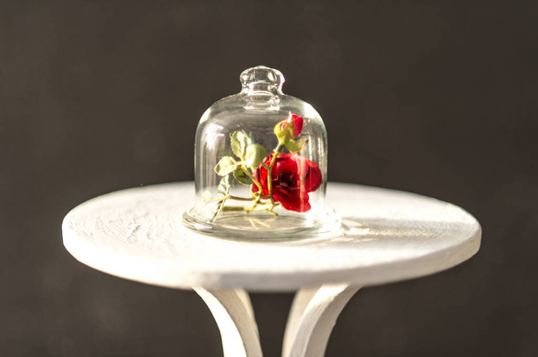 Red rose under the glass dome - Foto, imagen