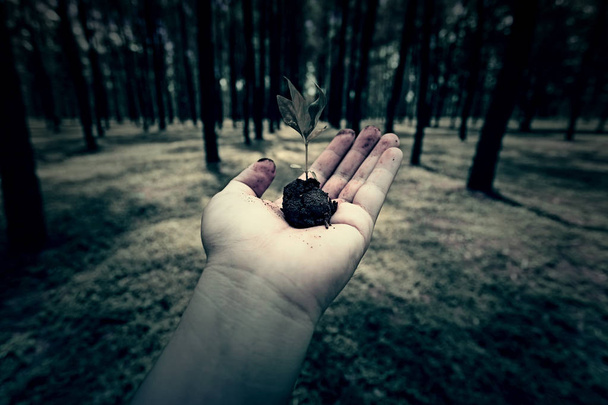 hand hold a seed in the woodland - Photo, Image