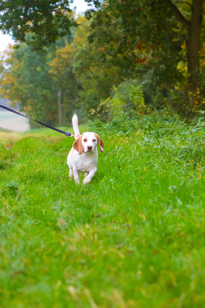 Beagle being walked on a lead in the field - Zdjęcie, obraz