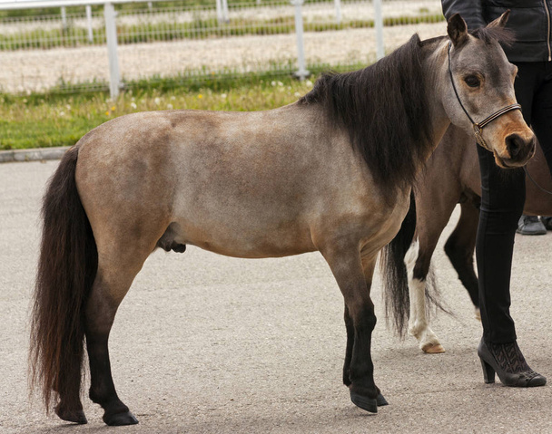 Cavallo miniatura grigio - Foto, immagini