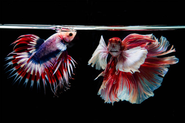 Сиамская красная боевая рыба на черном фоне
. - Фото, изображение