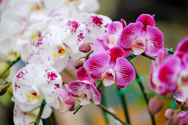 Orchidée belle dans le jardin à Thaïlande
 - Photo, image