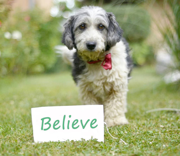 der niedliche schwarz-weiße Adoptivhund und Papier mit Text - Foto, Bild