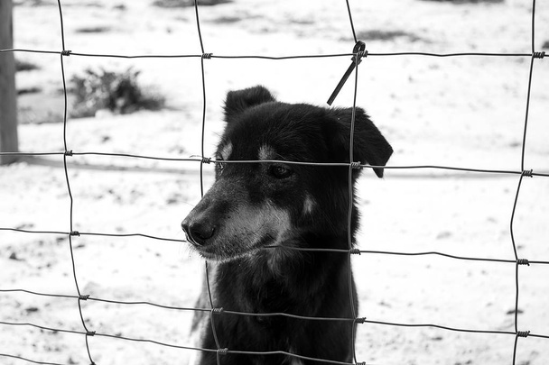 Triste perros abandonados
 - Foto, imagen